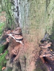 Bracket fungus