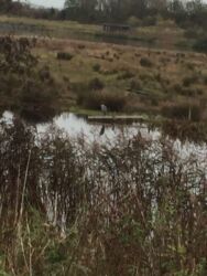 Grey Heron at Brockholes Nature Reserve