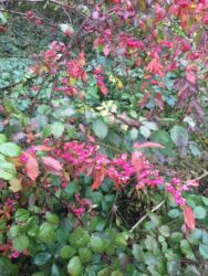 A beautiful Spindle Tree