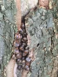 An unusual sighting of snails huddled together in the bark of a tree.