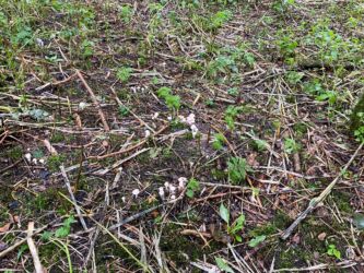 A fairy ring of mushrooms