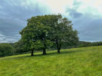 A trio of trees