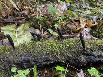 A fallen log with Old Man's Fingers fungus
