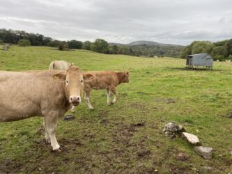 Some remarkably clean Jersey cows