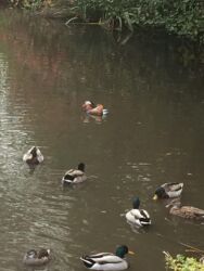 A solitary Mandarin Duck among the Mallards