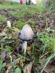 A Shaggy Inkcap mushroom