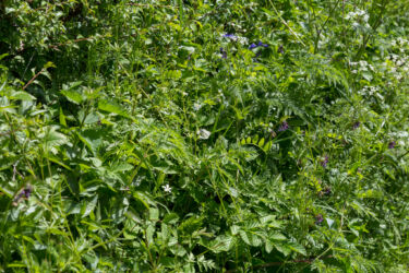 Can you see the butterfly?