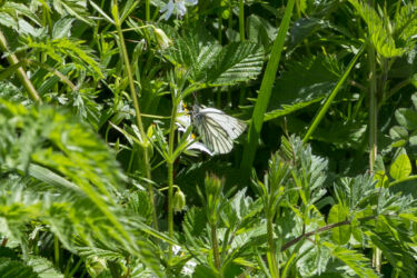 How about now? It's a Green-veined White butterfly
