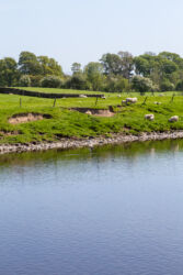 There's a Little Egret somewhere in the picture. Can you spot it?