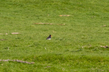 ...but cropped in it's an Oystercatcher