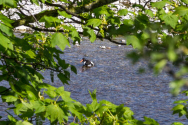 It's another Oystercatcher
