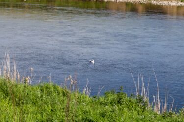 A Black-headed Gull, a bit far from the coast