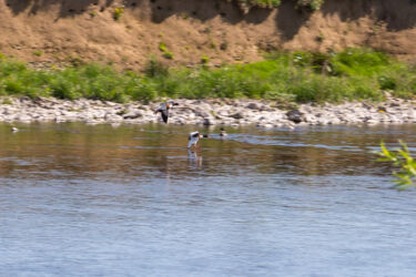A pair of Shelducks landing