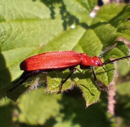 Common Cardinal Beetle
