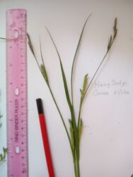 Hairy Sedge