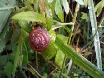 Strawberry Snail - Trochulus striola