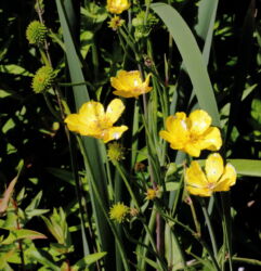 Greater Spearwort