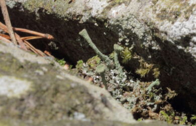 Cladonia on grit wall