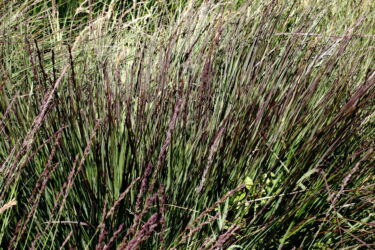Purple Moor Grass