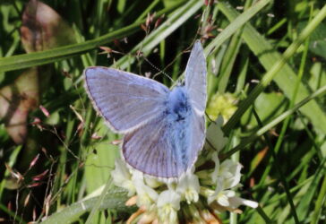 Common Blue Butterfly (male)