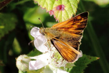 Large Skipper Butterfly