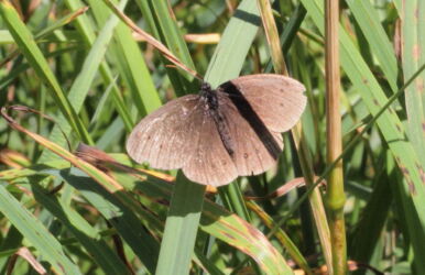 Ringlet Butterfly