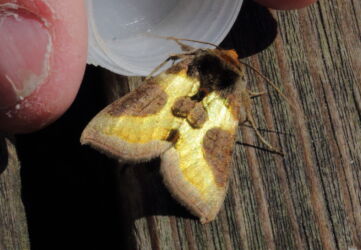 Burnished Brass Moth set free