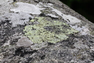 map lichen on the parapet
