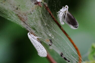 Bird Cherry Ermine Moths