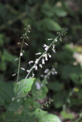 Enchanter's Nightshade