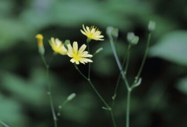Nipplewort