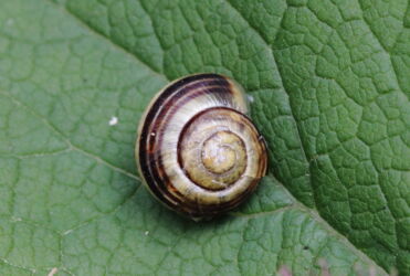 White-lipped snail