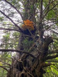 and some garish bracket fungus
