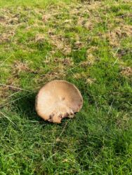A large fungus